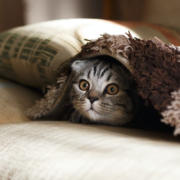 A cat peeking out from under a blanket