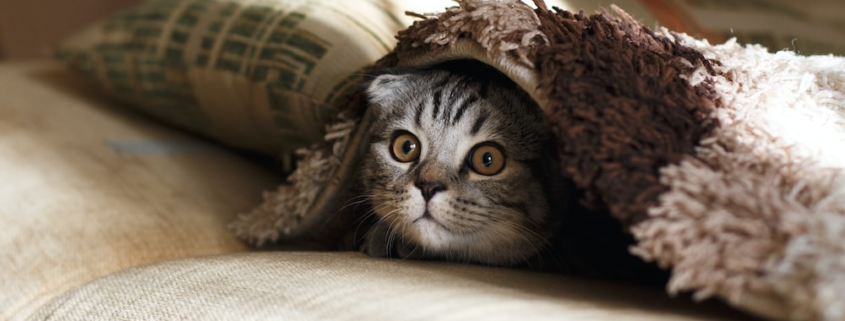 A cat peeking out from under a blanket