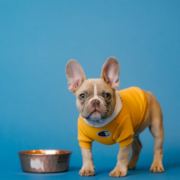 A dog in a yellow onesie standing next to a food bowl