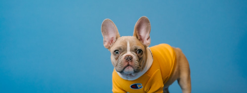 A dog in a yellow onesie standing next to a food bowl